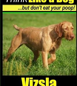 Vizsla, Vizsla Training AAA AKC - Think Like a Dog - But Don't Eat Your Poop!: Here's EXACTLY How To TRAIN Your Vizsla