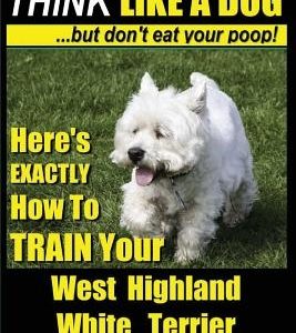 West Highland White Terrier, West Highland White Terrier Training AAA AKC - Think Like a Dog -But Don't Eat Your Poop! -- West Highland Terrier Breed