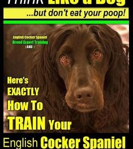 English Cocker Spaniel, English Cocker Spaniel Training AAA AKC: Think Like a Dog, But Don't Eat Your Poop! - English Cocker Spaniel Breed Expert Trai