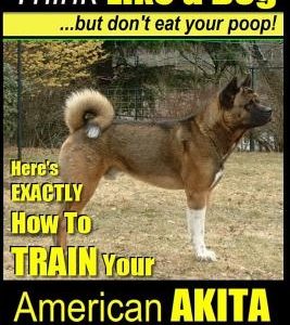 American Akita, American Akita Training AAA Akc Think Like a Dog But Don't Eat Your Poop!: Here's Exactly How to Train Your American Akita