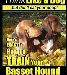 Basset Hound, Basset Hound Training AAA Akc: Think Like a Dog, But Don't Eat Your Poop! Basset Hound Breed Expert Training: Here's Exactly How to Trai