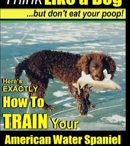 American Water Spaniel, American Water Spaniel Training AAA Akc: Think Like a Dog, But Don't Eat Your Poop! - American Water Spaniel Breed Expert Trai