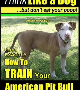 American Pit Bull, American Pit Bull Training AAA AKC: Think Like a Dog, But Don't Eat Your Poop! -: American Pit Bull Breed Expert Training - Here's