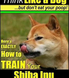 Shiba Inu, Shiba Inu Training AAA AKC: Think Like a Dog, but Don't Eat Your Poop! Shiba Inu Breed Expert Training: Here's EXACTLY How to Train Your Sh