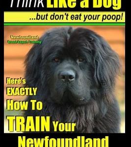 Newfoundland, Newfoundland Training AAA AKC: Think Like a Dog, but Don't Eat Your Poop! - Newfoundland Breed Expert Training -: Here's EXACTLY How to