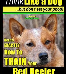 Red Heeler, Red Heeler Training AAA AKC: Think Like a Dog, but Don't Eat Your Poop! - Red Heeler Breed Expert Training -: Here's EXACTLY How to Train