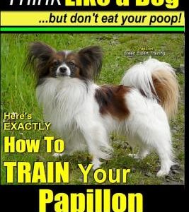 Papillon, Papillon Training AAA AKC: Think Like a Dog, but Don't Eat Your Poop! - Papillon Breed Expert Training -: Here's EXACTLY How to Train Your P