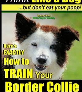 Border Collie, Border Collie Training AAA Akc: Think Like a Dog, But Don't Eat Your Poop! - Border Collie Breed Expert Training: Here's Exactly How to