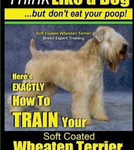 Soft Coated Wheaten Terrier, Soft Coated Wheaten Terrier Training AAA AKC Think Like a Dog But Don't Eat Your Poop! Soft Coated Wheaten Terrier Breed
