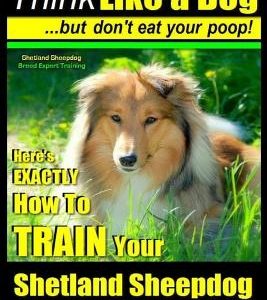 Shetland Sheepdog, Shetland Sheepdog Training AAA AKC: Think Like a Dog, but Don't Eat Your Poop! - Shetland Sheepdog Breed Expert Training -: Here's