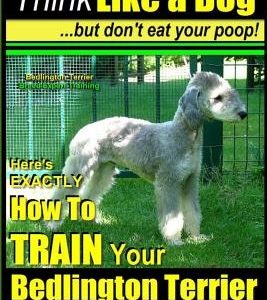 Bedlington Terrier, Bedlington Terrier Training AAA Akc: -Think Like a Dog But Don't Eat Your Poop! - Bedlington Terrier Breed Expert Training -: Here