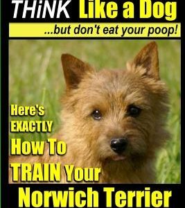 Norwich Terrier, Norwich Terrier Training AAA AKC - Think Like a Dog But Don't Eat Your Poop!: Here's How To Train Your Norwich Terrier