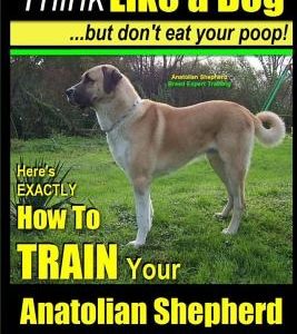 Anatolian Shepherd, Anatolian Shepherd Training AAA Akc: - Think Like a Dog But Don't Eat Your Poop! - Anatolian Shepherd Breed Expert Training: Here'