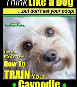 Cavoodle, Cavoodle Training AAA Akc: - Think Like a Dog But Don't Eat Your Poop! - Cavoodle Expert Dog Training -: Here's Exactly How to Train Your Ca