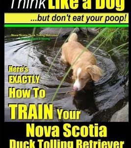Nova Scotia Duck Tolling Retriever Training AAA AKC: Think Like a Dog But Don't Eat Your Poop! - Nova Scotia Duck Tolling Retriever Breed Expert Train
