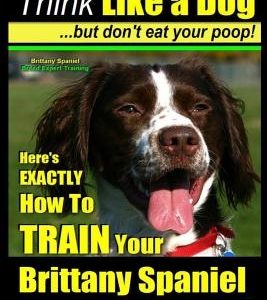 Brittany Spaniel, Brittany Spaniel Training - Think Like a Dog But Don't Eat Your Poop! - Brittany Spaniel Breed Expert Training-: Here's Exactly How