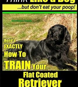 Flat Coated Retriever, Flat Coated Retriever Training AAA AKC - Think Like a Dog But Don't Eat Your Poop! - Flat Coated Retriever Breed Expert Trainin