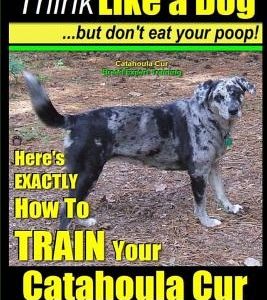 Catahoula Cur, Catahoula Cur Dog, Catahoula Cur Training - Think Like a Dog But Don't Eat Your Poop! - Catahoula Cur Breed Expert Training: Here's Exa