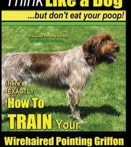 Wirehaired Pointing Griffon, Wirehaired Pointing Griffon Training - Think Like a Dog But Don't Eat Your Poop! - Wirehaired Pointing Griffon Breed Expe