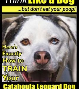 Catahoula Leopard Dog, Catahoula Leopard Dog Training - Think Like a Dog, But Don't Eat Your Poop! - Catahoula Leopard Dog Breed Expert Training: Here