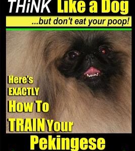 Pekingese, Pekingese Dog, Pekingese Training - Think Like a Dog But Don't Eat Your Poop! - Breed Expert Pekingese Training -: Here's EXACTLY How To TR