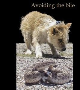 Dogs and Snakes: Avoiding the bite