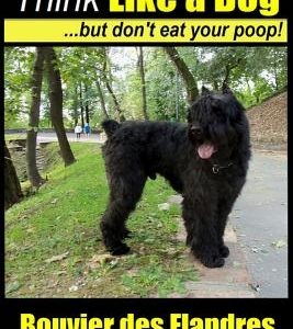 Bouvier Des Flandres Dog Training Think Like a Dog, But Don't Eat Your Poop!: Here's Exactly How to Train Your Bouvier Des Flandres