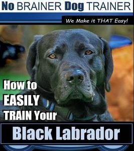 Black Labrador Training with the No Brainer Dog Trainer We Make It That Easy!: How to Easily Train Your Black Labrador