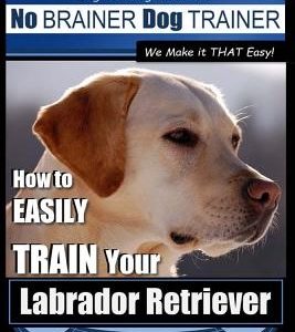 Labrador Retriever Training - Dog Training with the No BRAINER Dog TRAINER We Make it THAT Easy! -: How To EASILY TRAIN Your Labrador Retriever