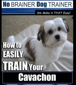 Cavachon Training - Dog Training with the No BRAINER Dog TRAINER We Make it THAT Easy!: How to EASILY TRAIN Your Cavachon