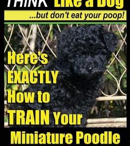 Miniature Poodle, Miniature Poodle Training - Think Like a Dog...but don't eat your poop!: Here's EXACTLY How to TRAIN Your Miniature Poodle