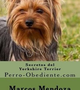 Secretos del Yorkshire Terrier: Perro-Obediente.com