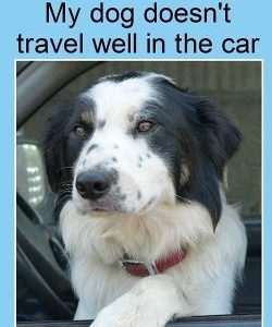 Help! My dog doesn't travel well in the car