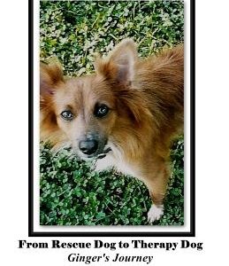 From Rescue Dog To Therapy Dog