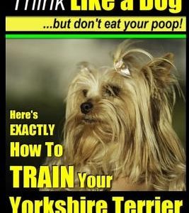 Yorkshire Terrier Dog Training - Think Like a Dog but Don't Eat Your Poop! - Yorkshire Terrier Breed Expert Training: Here's EXACTLY How to Train Your
