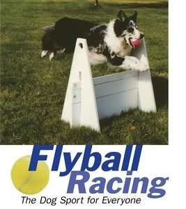 Flyball Racing: The Dog Sport for Everyone