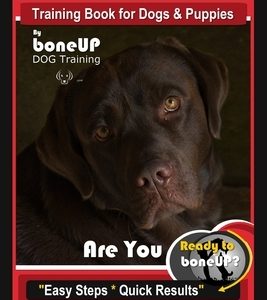 Chocolate Labrador Training Book for Dogs and Puppies by BoneUp Dog Training: Are You Ready to Bone Up? Easy Steps * Quick Results Chocolate Labrador