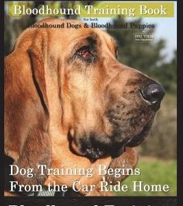 Bloodhounds, Bloodhound Training Book for Both Bloodhound Dogs & Bloodhound Puppies by D!g This Dog Training: Dog Training Begins from the Car Ride Ho