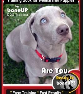 Weimaraner Puppy Training Book for Weimaraner Puppies By BoneUP DOG Training: Are You Ready to right way Bone Up? Easy Training * Fast Results Weimara