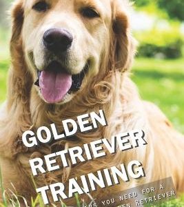 Golden Retriever Training: All the Tips You Need for a Well-Trained Golden Retriever