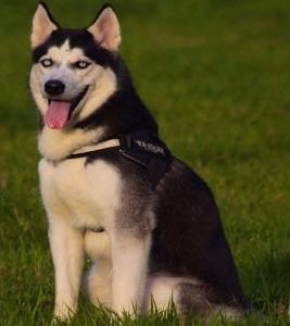 Husky: This Is a General Name for a Sled-Type of Dog Used in Northern Regions, Differentiated from Other Sled-Dog Types by Th