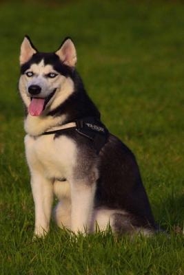 Husky: This Is a General Name for a Sled-Type of Dog Used in Northern Regions, Differentiated from Other Sled-Dog Types by Th