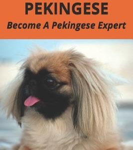 All About Pekingese: Become A Pekingese Expert