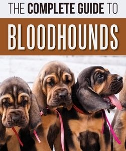 The Complete Guide to Bloodhounds: Finding, Raising, Feeding, Nose Work and Tracking Training, Exercising, and Loving your new Bloodhound Puppy
