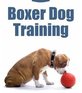 Boxer Dog Training: The Most Common Issues with Boxer Puppies
