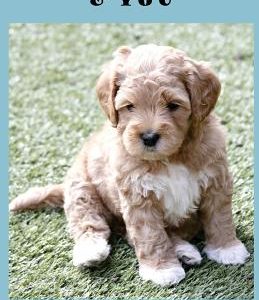 Your Doodle & You: A Guide to Breed Info, Basic Care & Training