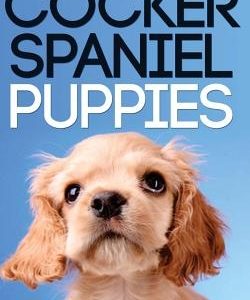 The Quick Guide to Cocker Spaniel Puppies