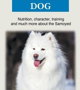 Samoyed dog