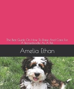 Bernedoodle: The Best Guide On How To Raise And Care For A Bernedoodle As A Pet.