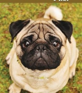 What To Know About Pugs: The Owner's Guide from Puppy to Old Age: Gift Ideas for Holiday